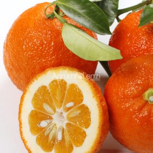 Melangolo Bitter Orange (Citrus aurantium)