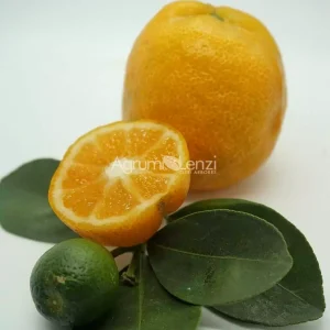 Changshou Kumquat (Fortunella obovata)