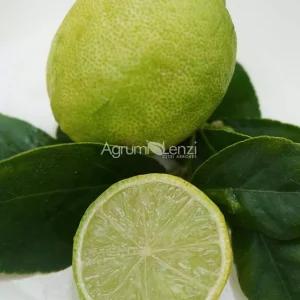 Limetta Di Marrakech (Citrus aurantifolia)