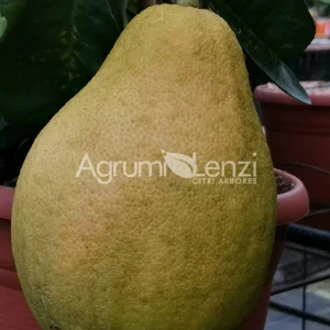 Pomelo Piriforme (Citrus grandis)