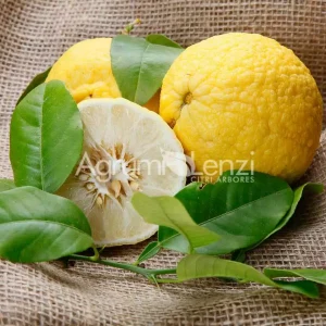 Alemow or Macrophylla (Citrus macrophylla)
