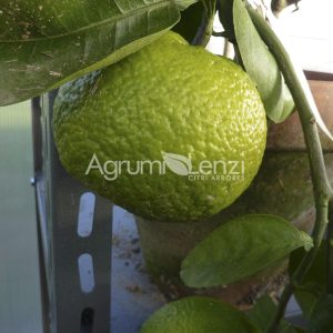 Arancio Sunko Kan (Citrus sinensis)