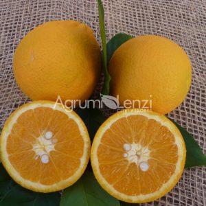Valencia Late Sweet Orange (Citrus sinensis)