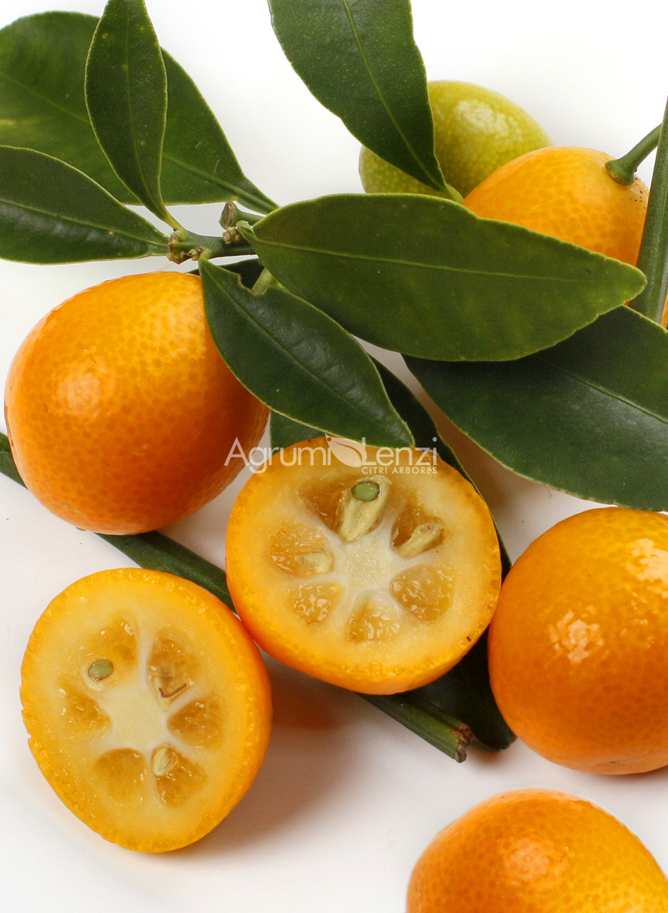 Kumquat Rotondo o Marumi (Fortunella Japonica)