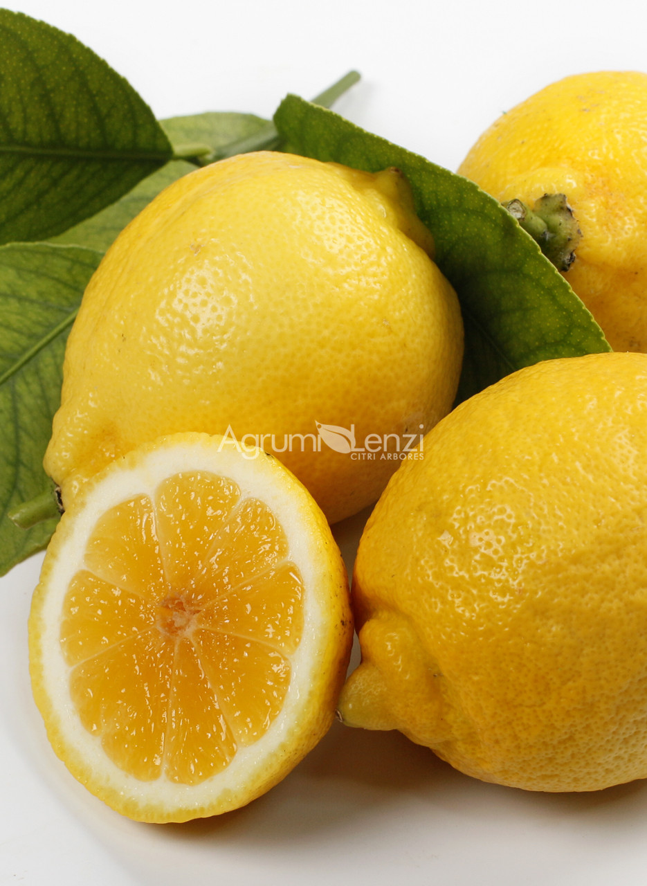 Sweet Lemon (Citrus limon)