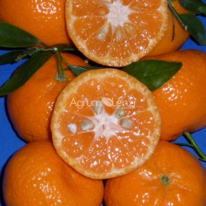 Avana Mandarin (Citrus reticulata)