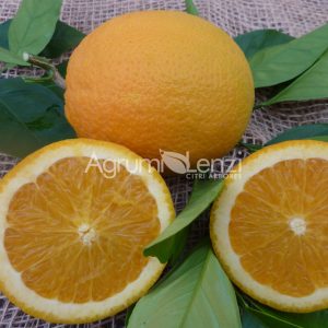 Arancio Ovale Calabrese (Citrus sinensis)