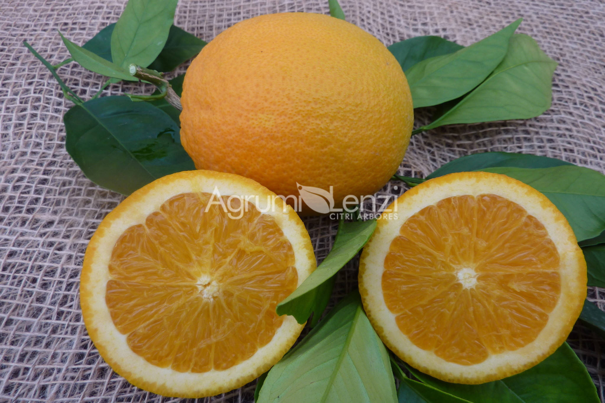 Arancio Ovale Calabrese (Citrus sinensis)